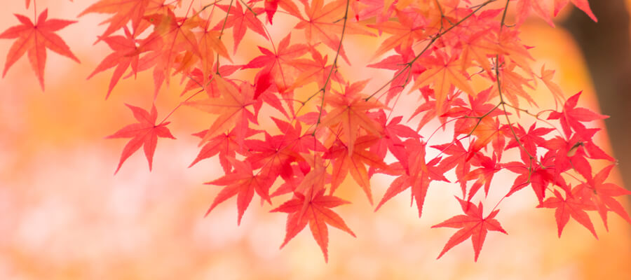 着物の柄から感じる日本の四季 旬のものを選ぼう 京都の着物レンタルなら 京あるき おしゃれな着物とヘアセットで京都観光を満喫