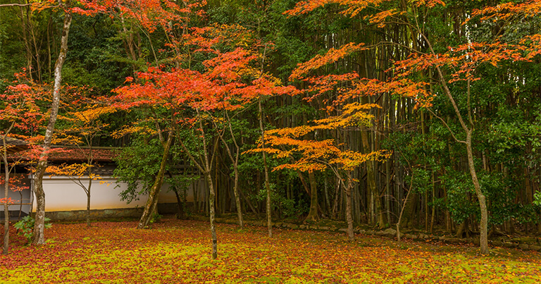 京都の紅葉を着物レンタルで更に楽しむ