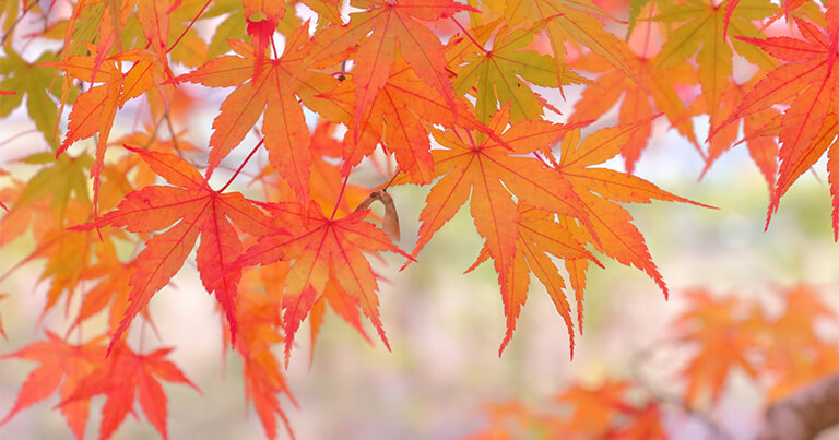 秋の着物レンタルで人気の紅葉